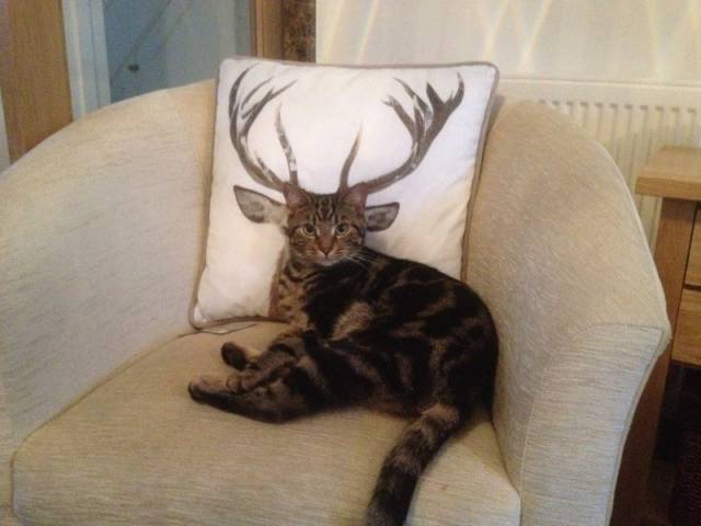 catasters:   ”I’m Being Serious, Why Are You Laughing At Me??” 
