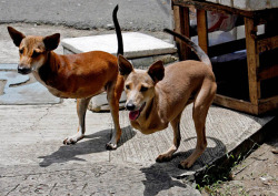 thefitally:  sixpenceee:  Meet Cute and Bambi, these two dogs were born without legs in Quezon City, Philippines. They now reside with their owner, Lope Tulipas, a street vendor. The dogs are known by locals as “dog-kangaroos” because of their missing