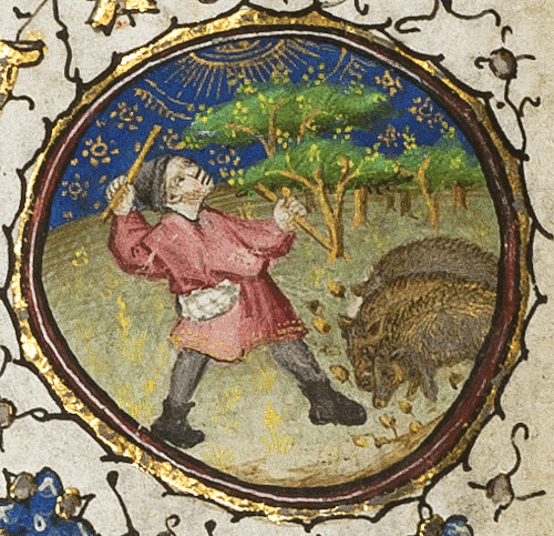 unirdg-collections:The labour of the month is knocking acorns out of trees for your hogs. Now you kn