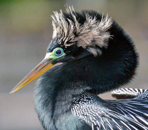 ainawgsd: The anhinga (Anhinga anhinga) , sometimes called snakebird, darter, American darter, or wa