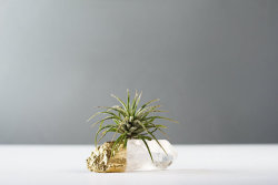 lesstalkmoreillustration: Crystal Air Planters