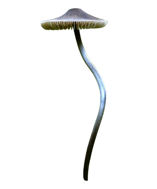 npcdeath:Fungi by Alison Pouliot