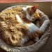 the-four-humors:Sunny boy on a snowy day