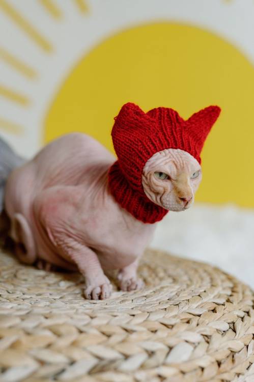 figdays:  Cat Beanie // WoolenWoolShop