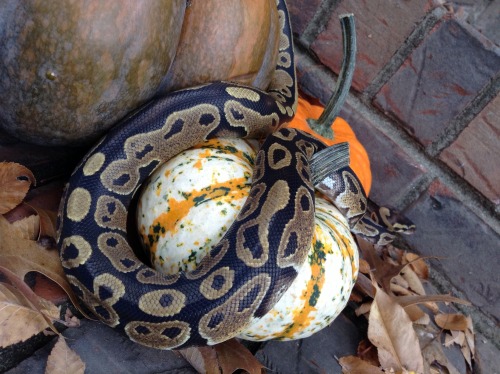 snoodlysneks: Saya wishes you a happy halloween, stay safe!