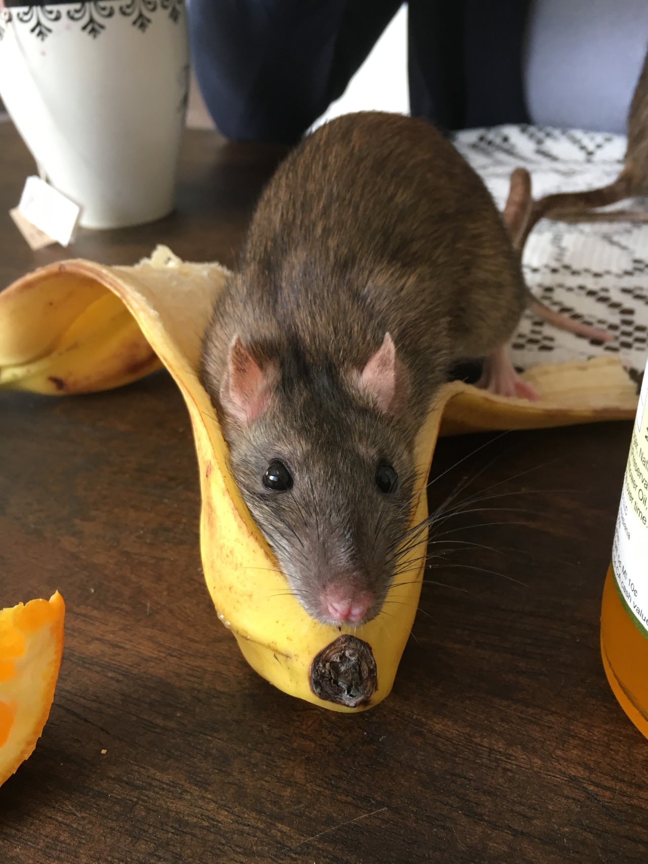 irregular-pioneer:  Love the banan, be the banan   I MISS HAVING RATS :’c