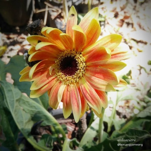 #เยอบีร่า #gerbera #thaigerbera #colourful #flowers #botany #botanicalgarden #worrapongfarm #samkok 