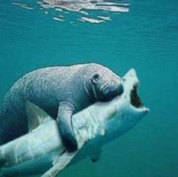 animals-riding-animals:  manatee riding shark