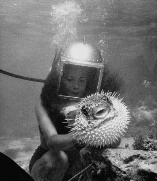 rogerwilkerson:Puffer Fish