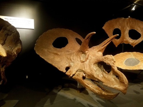 roosaurusrin:Ceratopsians of Bozeman’s Museum of the Rockies. The pictures include a grow