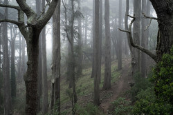 90377:  Buena Vista in Fog by William Poole on Flickr. 