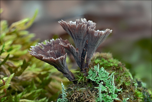 Thelephora-caryophyllaea_1 by amadej2008 on Flickr.