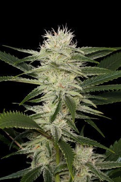 seedsmagic:  Amnesia Seeds 