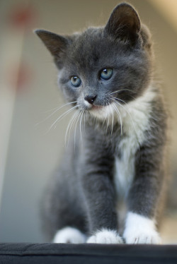 Cool-Neda:  Muffin // Our New Kitten By Merlijn Hoek On Flickr. 