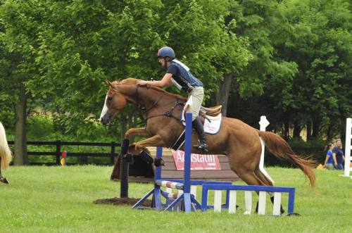 all-the-horses:YoumightbearedneckLion Tamer x As We SingThoroughbred, Gelding17.1hhBorn 2011I need t