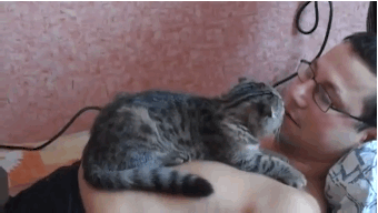 youngblackandvegan:  gifss-heaveen:  Click HERE for more gifs !  cats can be so cute and cuddly 