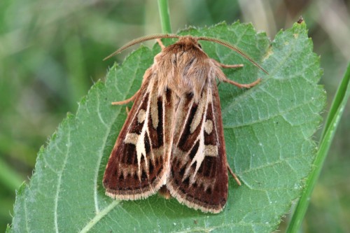 Moth Of The Week