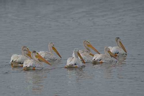 laurenzbaars: More pelicans Laurenz Baars 