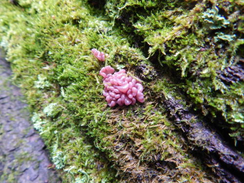 ascocoryne sarcoides img: forum.toadstool.ru/uploads/monthly_2018_10/DSCN1237.JPG.e3ccc4a4c8