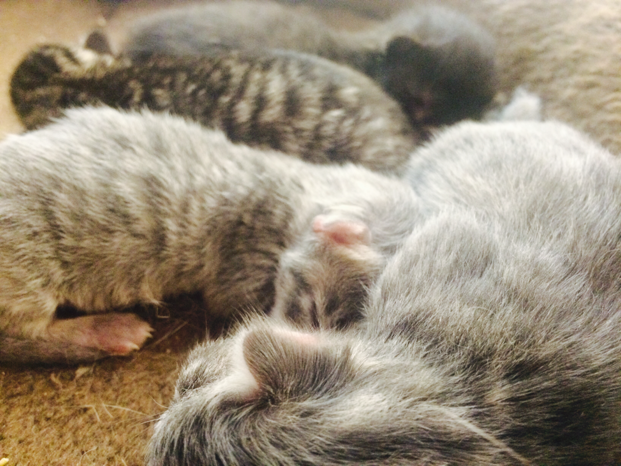 scratchingpad:  You people liked Oliver so much Oprah made four more of him (lucky