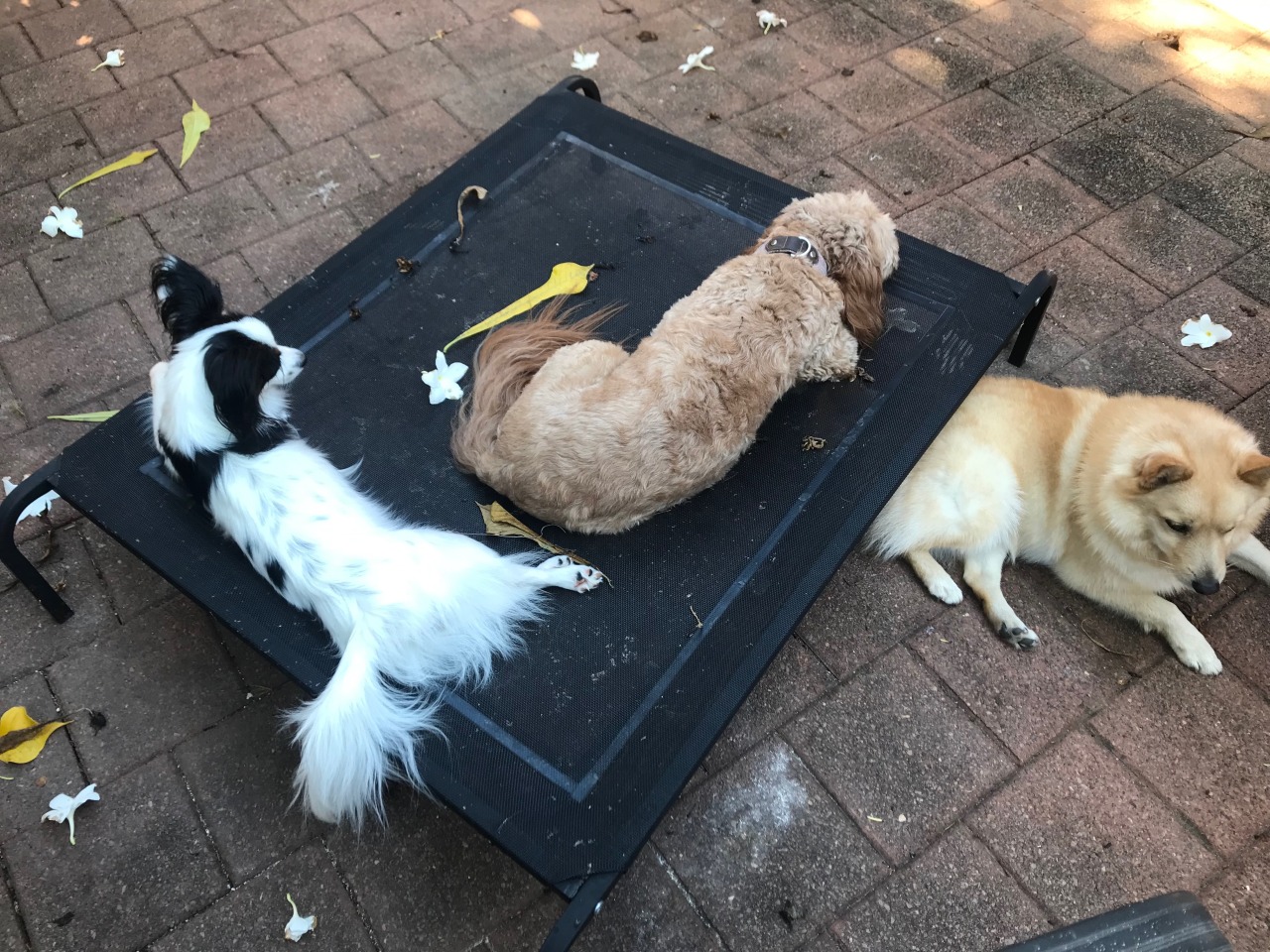 Our morning ritual is chilling in the garden