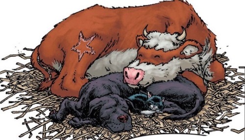 Batcow