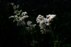 greenreblooming:  walking the woods #105 *photo 12 july 2015