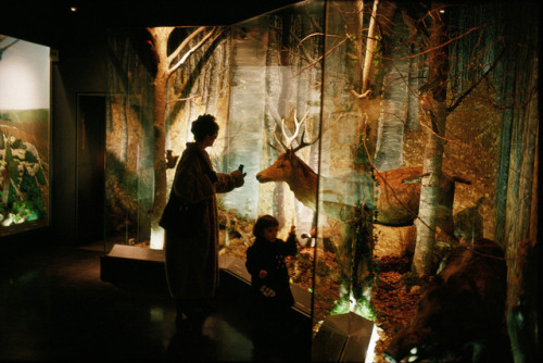 dolm: France. Dijon. “Pavillon du Maines”, Museum of Natural History. 1996. Harry Gruyae