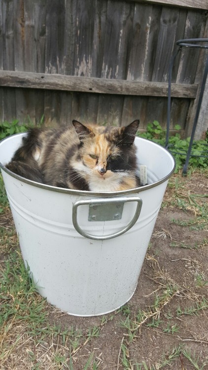 whimsy79: Around the yard