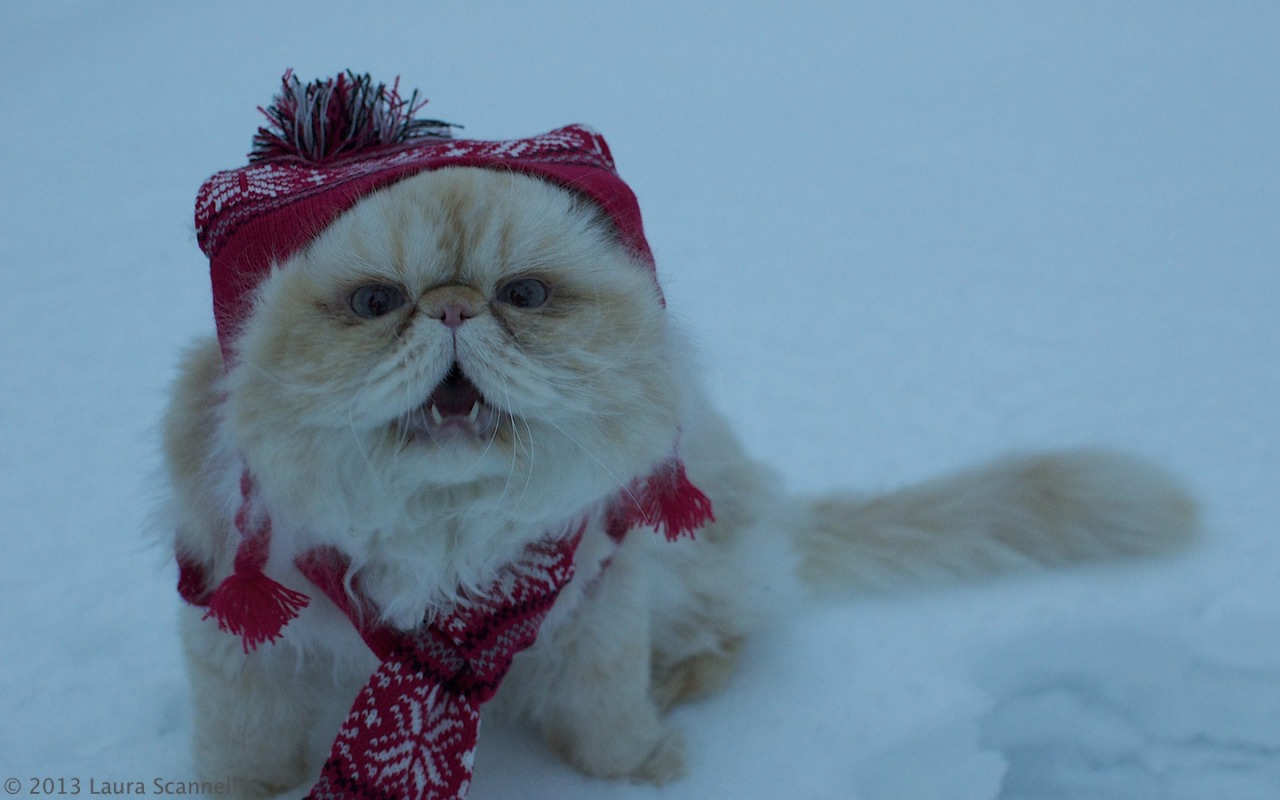 lucifurfluffypants:  Meowy Catsmas in July!