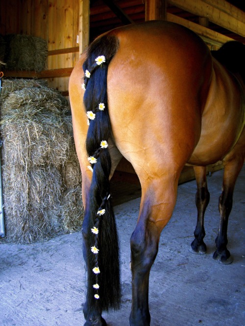 livinglifehowiwant:  I put daisies in the spiral dutch braid I did on Gala’s tail