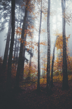 elenamorelli:  { in the autumn mist } 