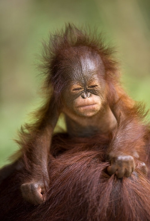 funkysafari:  Young orangutan in Borneo scrunches up its face by  bwmphoto