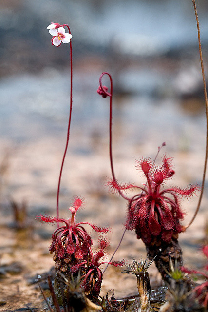 libutron:Drosera roraimae, Sundew, Tepui “B”, Canaima National Park, Bolivar, Venezuela 