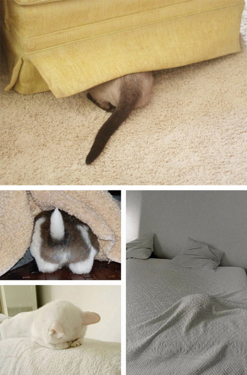 tastefullyoffensive:  Pets Who Are Terrible at Hide and Seek [via]Previously: Kids Who Are Terrible at Hide and Seek 