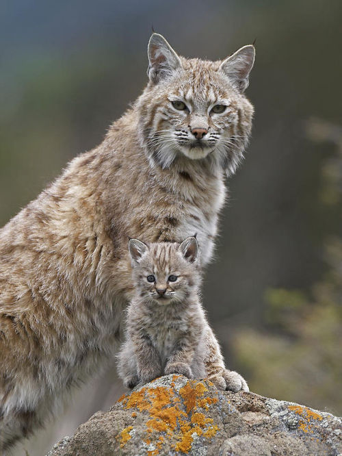 beautiful-wildlife:Bobcat Mother and Kitten by Tim Fitzharris