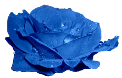 Transparent-Flowers:  Blue Rose. Rosa Hesperrhodos. 