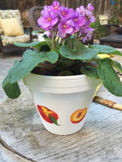 nectarinegrl:  i painted a couple of pots, then planted some african violets!!🌸🌸 