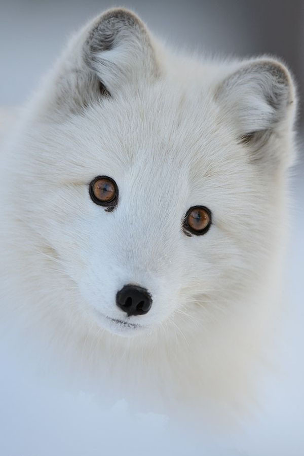 lipodonte:  wolverxne:  You got to love her.. - by: (Edwin Kats)  wondeful snow