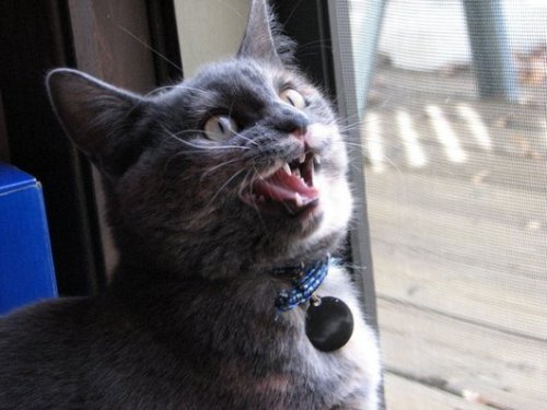 cuteness-daily:Cats have the greatest emoticon faces ever.