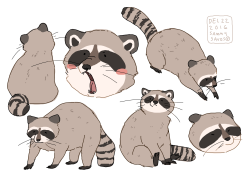 hamotzi: raccoons!!