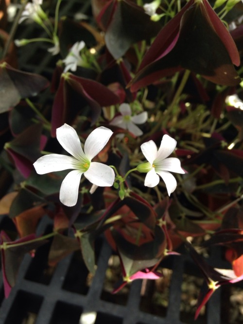 10.16.16 - Oxalis flowers!