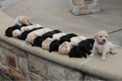 sexandsophistication:  this pleases my dog lover-slash-OCD side.