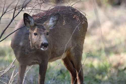 A very pregnant doe. Roe deer/rådjur.