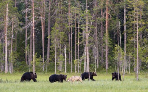 loveforallbears:  by Lassi Rautiainen 