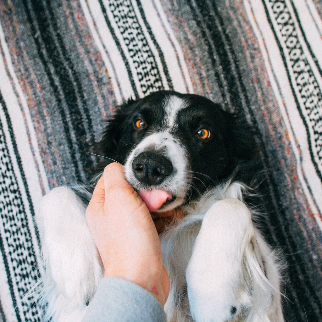 findmomo:  👅