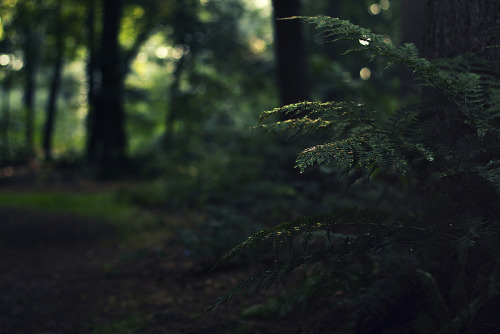 natural-magics: Welcome to the deep forest by Mathijs Delva