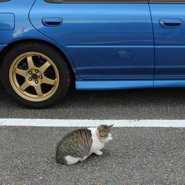 shotarooo:  撮影してたら気づかれた( ﾟдﾟ) #室戸岬　#猫　#cat