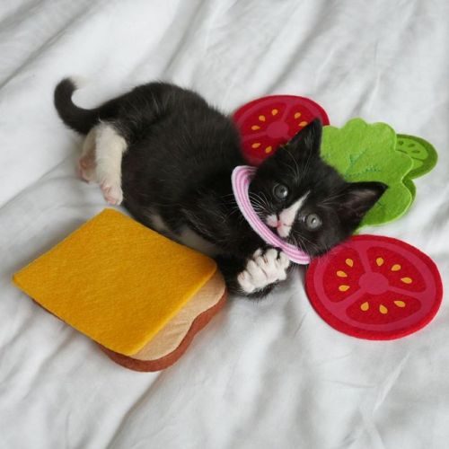 catsbeaversandducks:  Kitten Sandwiches!By porn pictures