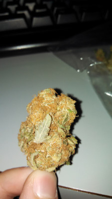 reddlr-trees:  A big fat hairy nug of some unknown! Zoom in